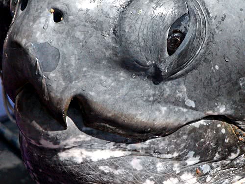 leatherback closeup 2