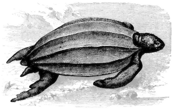 leatherback turtle BW
