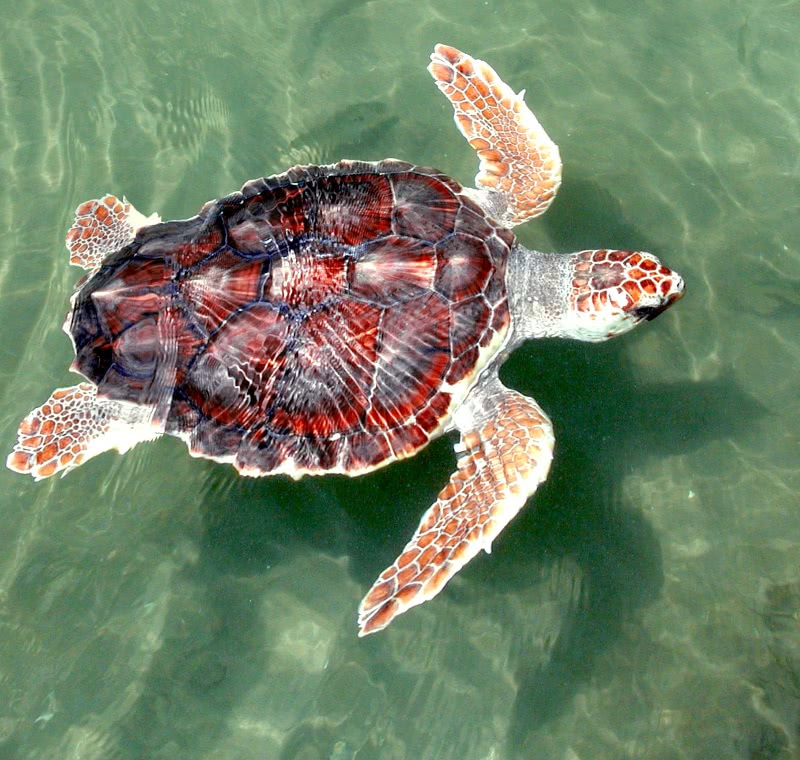 Loggerhead Sea turtle