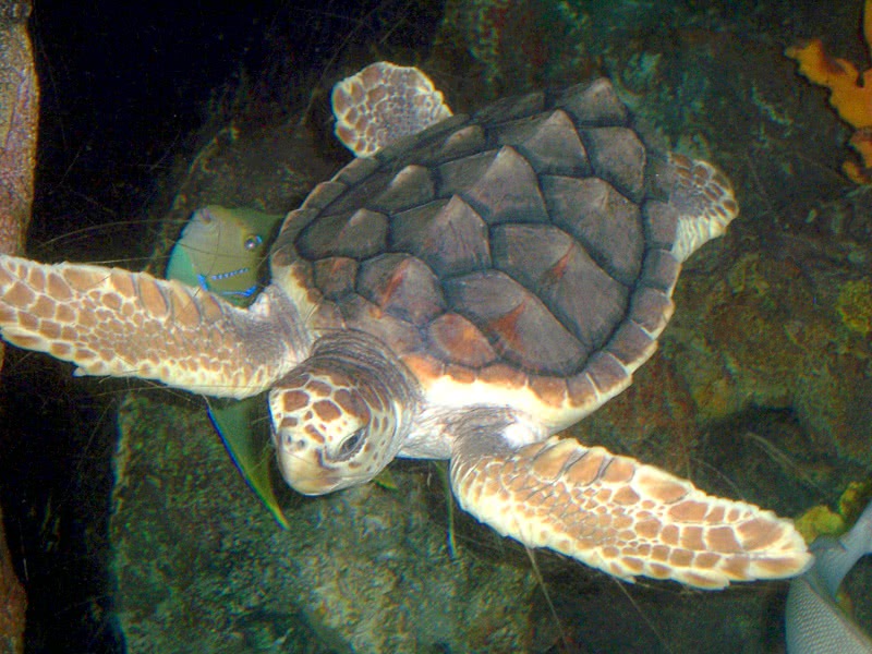 Loggerhead sea turtle  Caretta caretta