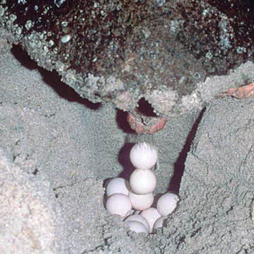 loggerhead laying eggs on beach