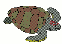sea turtle 2