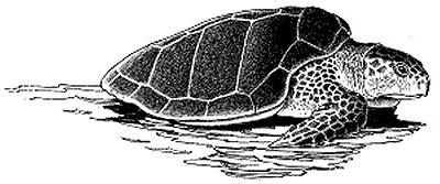 sea turtle BW