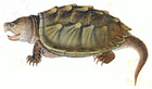 snapping_turtle/
