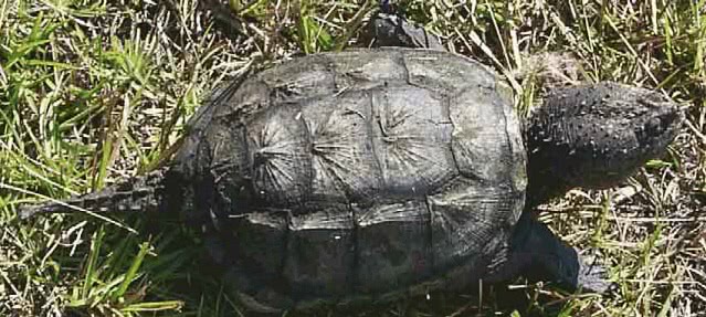 Florida snapping turtle  Chelydra serpentina osceola
