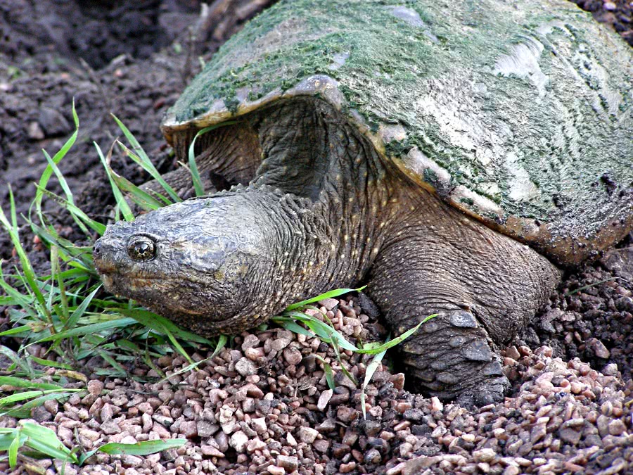 Snapping turtle 2