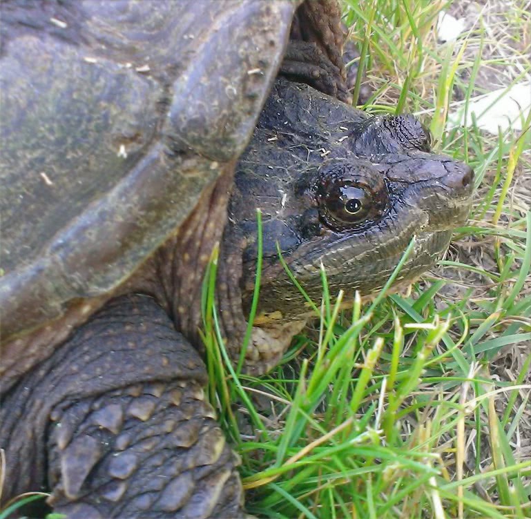 Snapping turtle closeup