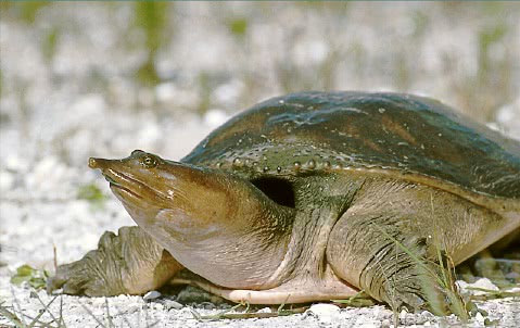 Florida softshell turtle  Apalone ferox