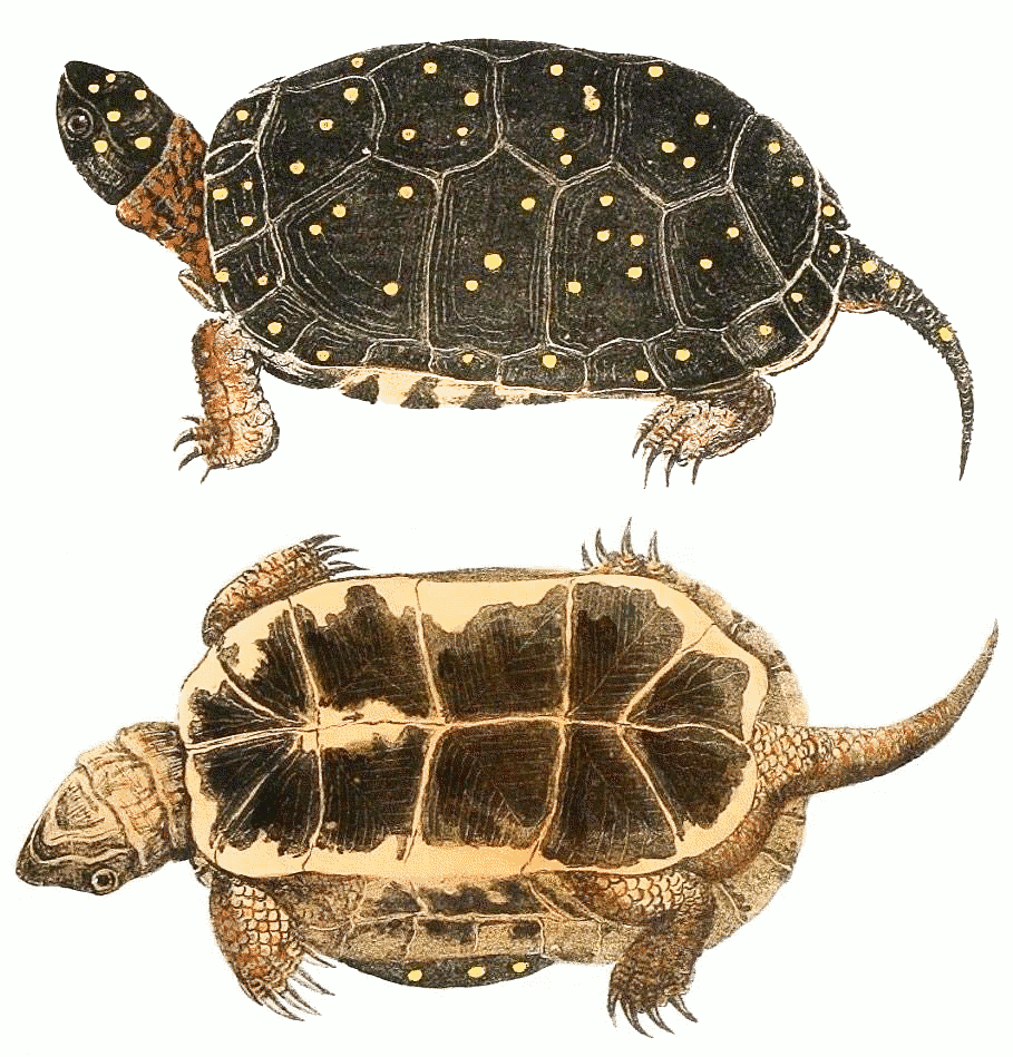 spotted turtle graphic