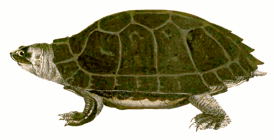 Black Marsh turtle  Siebenrockiella crassicollis