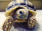 tortoise/