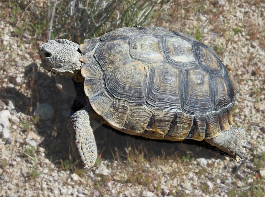Agassizs desert tortoise