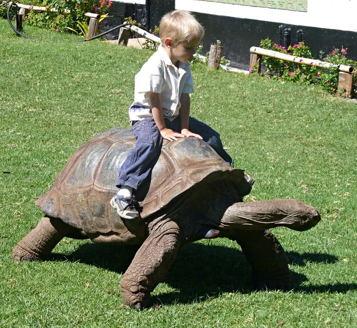 Aldabra giant tortoise child riding