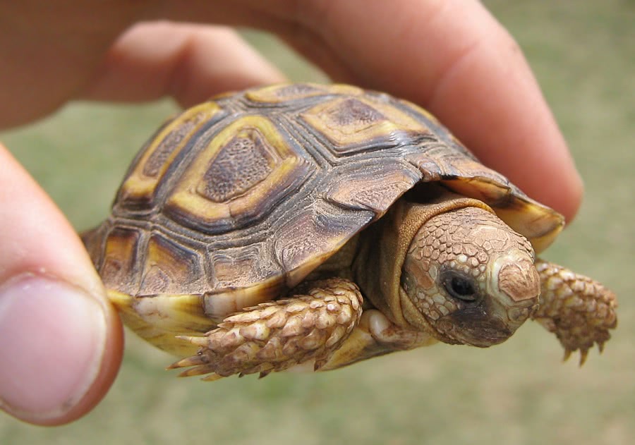 Angulate tortoise baby