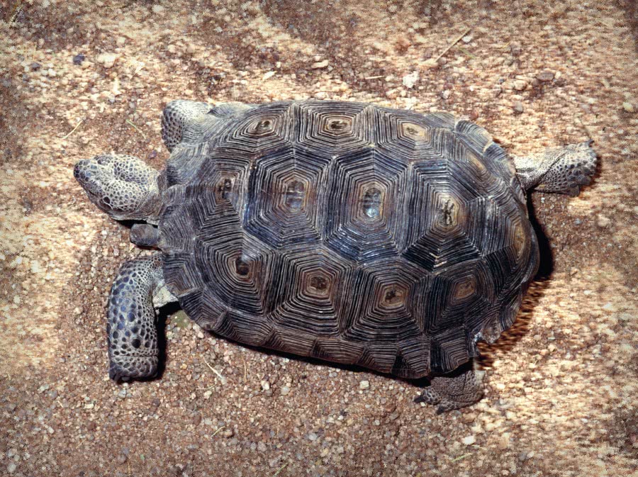 Desert Tortoise  Gopherus agassizii