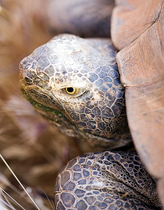 Desert tortoise closeup