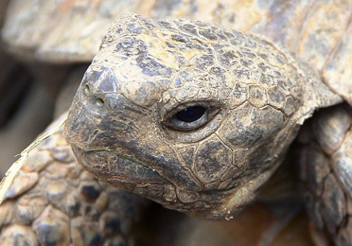 Marginated tortoise head