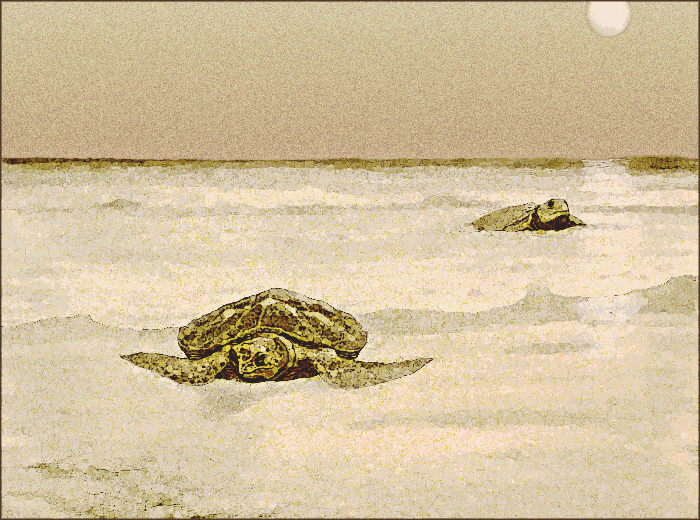 sea tortoises coming ashore