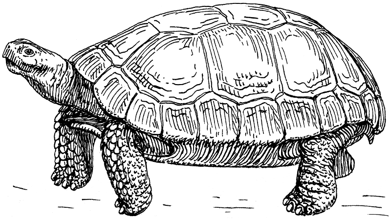tortoise BW