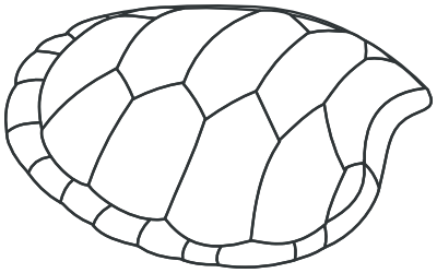 turtle shell lineart