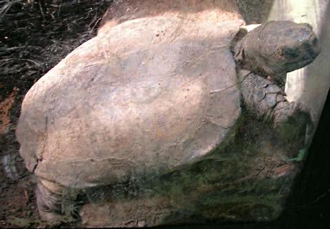 Arakan forest turtle  Heosemys depressa