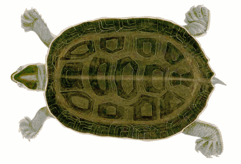 Brahminy river turtle