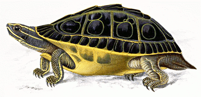 Indian Eyed Turtle  Morenia petersi