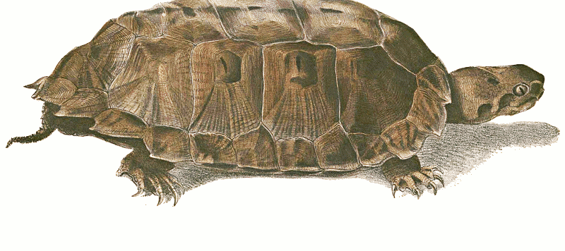 Malayan flat-shelled turtle  Notochelys platynota