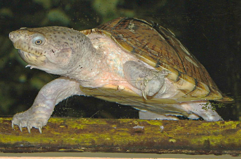 Razorback Musk turtle  Sternotherus carinatus