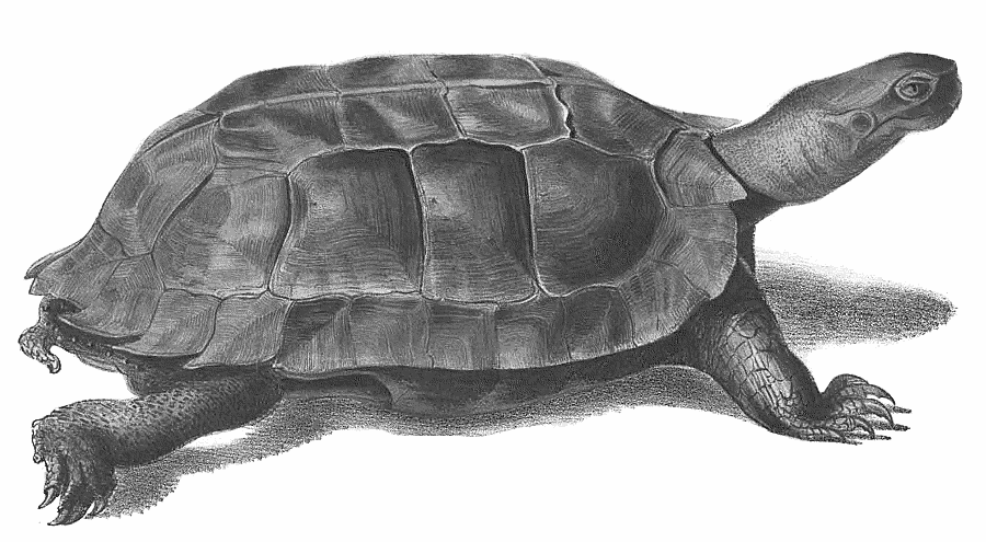 Spiny turtle  Heosemys  spinosa