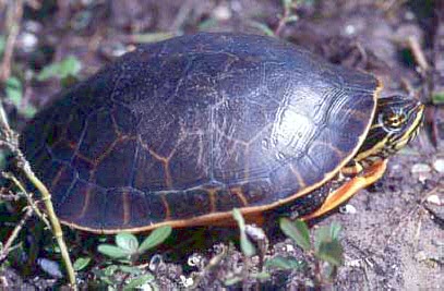 Weastern Chicken turtle  Deirochelys reticularia