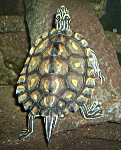 Yellow-blotched map turtle  graptemys flavimaculata