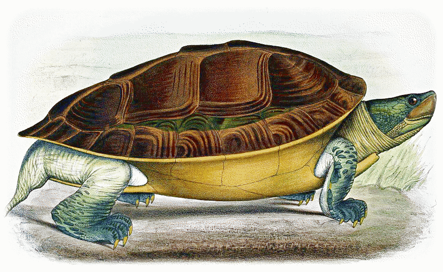  Burmese roofed turtle  Batagur trivittata