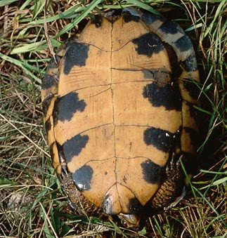 wood turtle underside