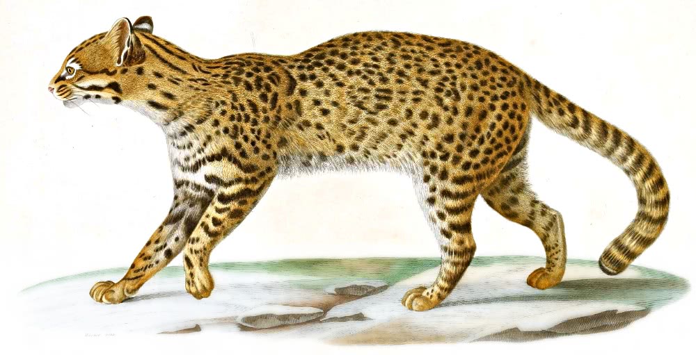 Geoffroys cat  Leopardus geoffroyi