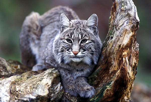 Bobcat  Lynx rufus