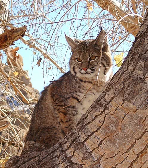 Bobcat in tree
