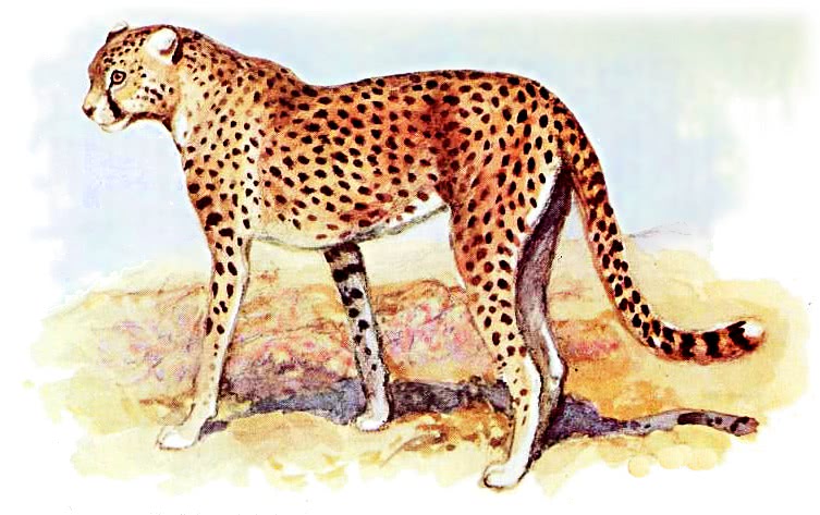 Asiatic cheetah  jubatus raddei