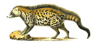 African Civet  Viverra civietta