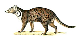 Indian Civet  Viverra zibetha
