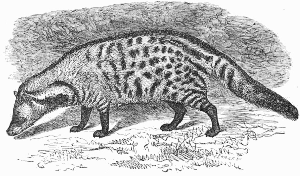 Large Indian civet
