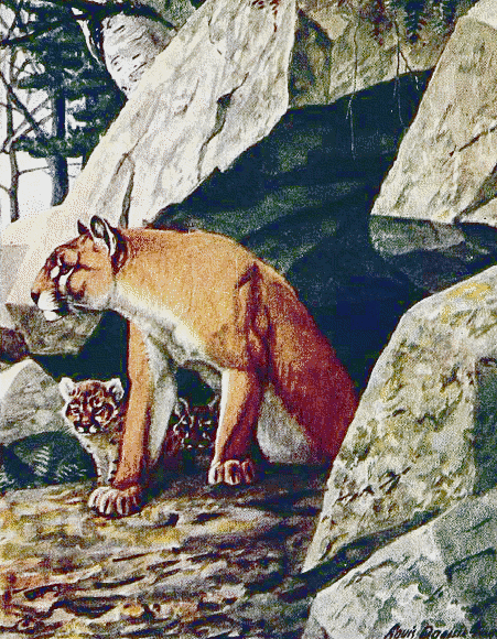 Cougar w cubs