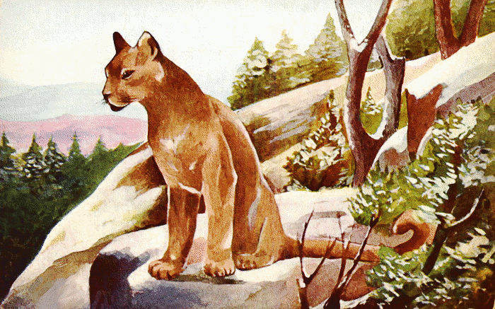 cougar 1914