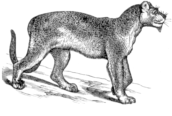 cougar drawing