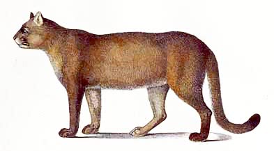 cougar profile