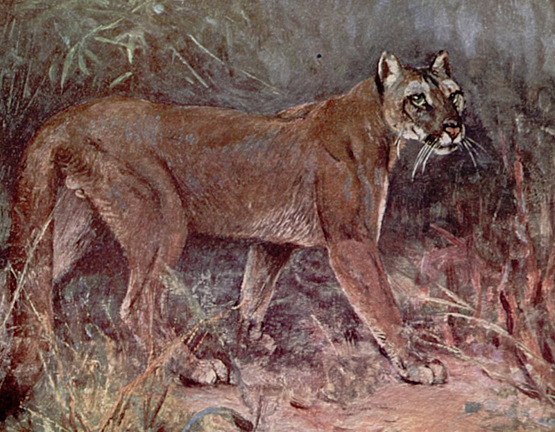 Puma painting