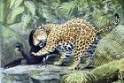 jaguar/