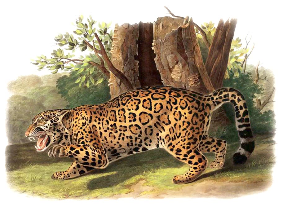 Jaguar  Audubon