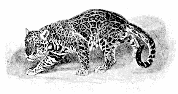Jaguar  Panthera onca
