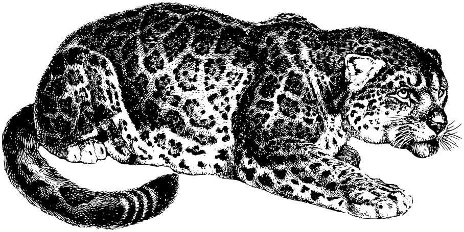 jaguar crouching